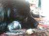 Belka201310