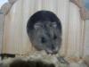 TYSON_167382.jpg