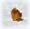 Roshen_864559.jpg