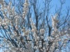 milashka20_327748.jpg
